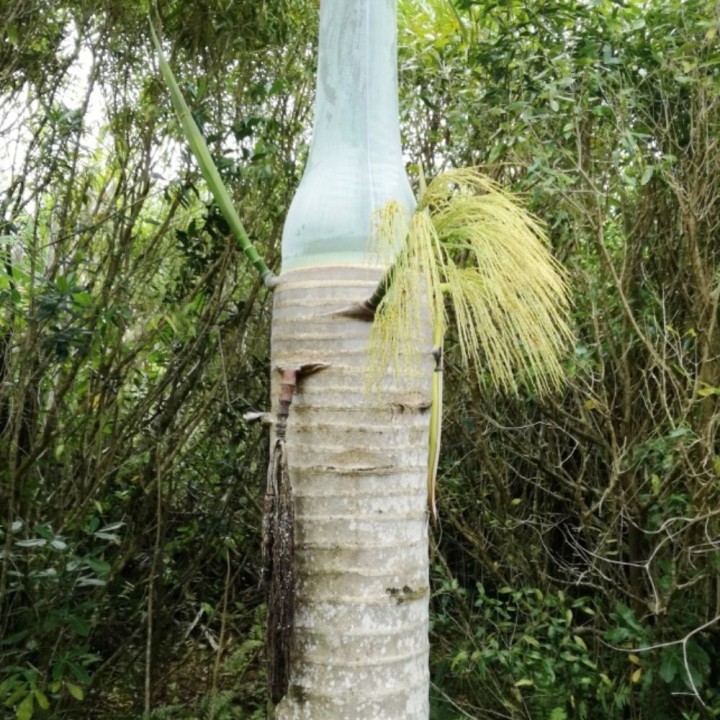 Palmier bouteille de Maurice - Graines