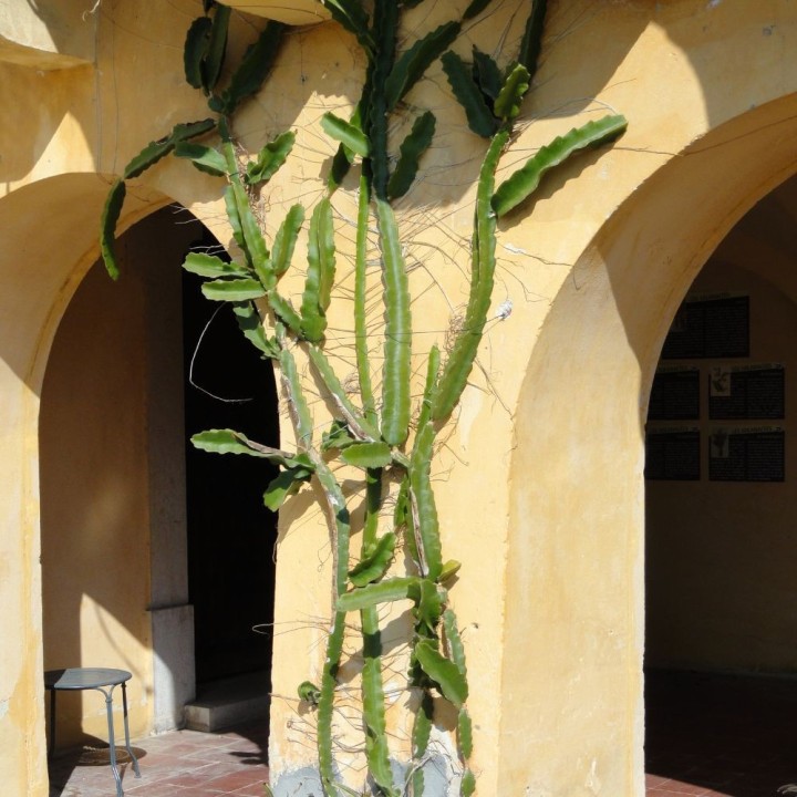 Pitaya jaune - Graines