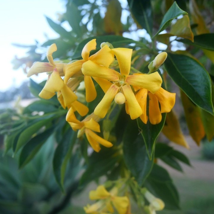 Árbol fragante australiano - Semillas