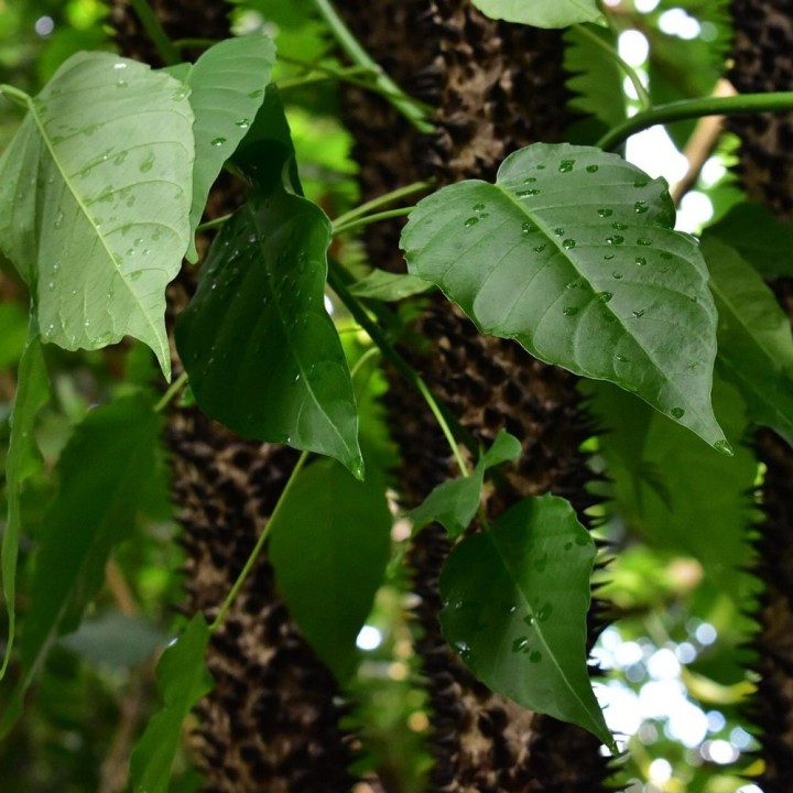 Árbol dinamita - Semillas