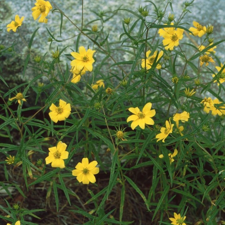 Tournesol de Porter - Graines