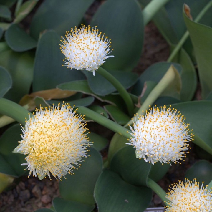 Haemanthus blanc - Graines