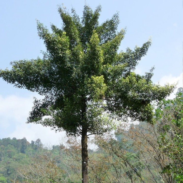 Tamarinier de Malabar - Graines