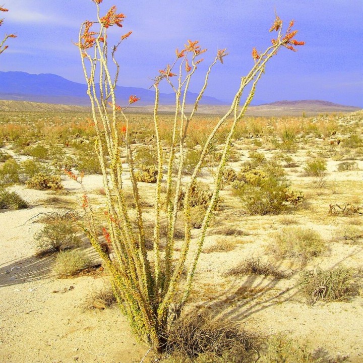 Ocotillo - Graines