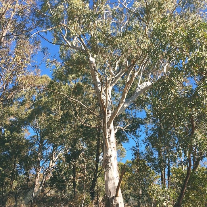 Eucalyptus viminal - Graines