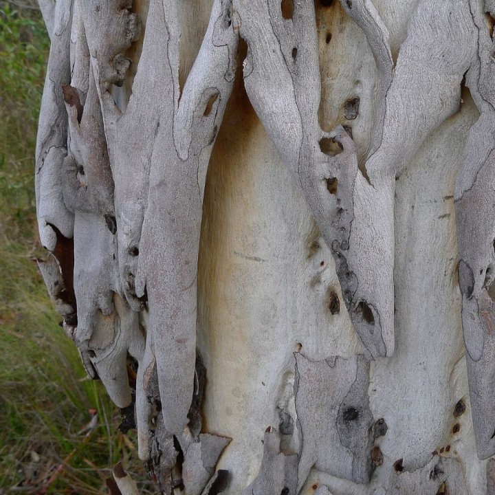 Eucalyptus à écorce de chandelle - Graines