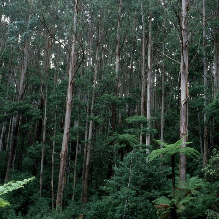 Eucalyptus royal - Graines