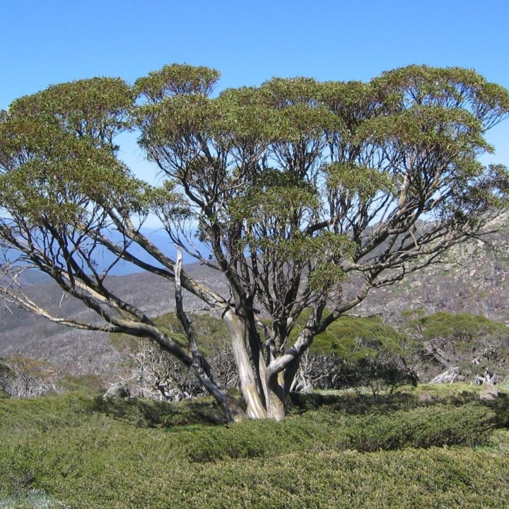 Eucalyptus des neiges - Graines