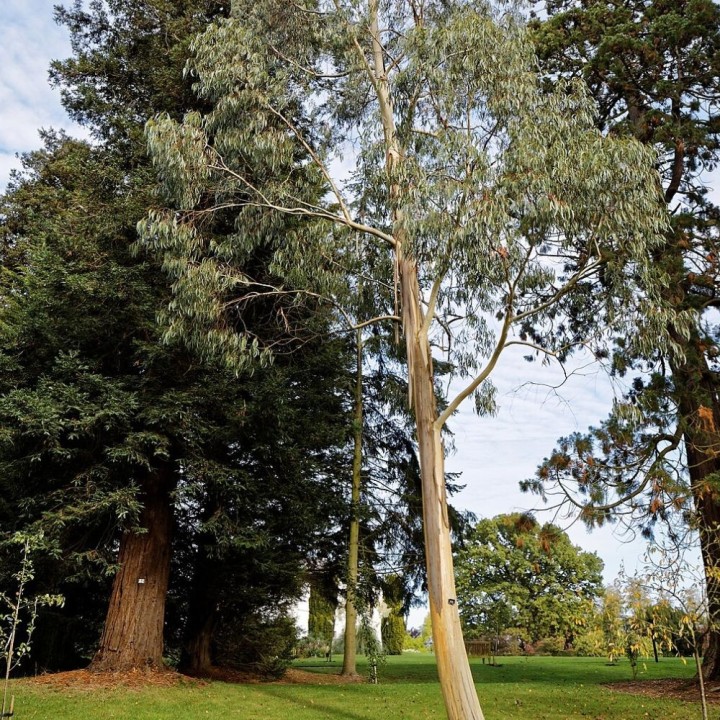 Eucalyptus des neiges Niphophila - Graines