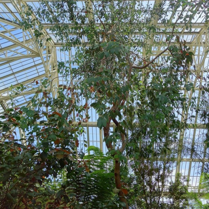 Eucalyptus de Morrisby - Graines