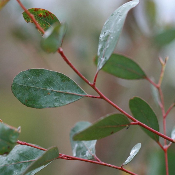 Eucalyptus camphré - Graines