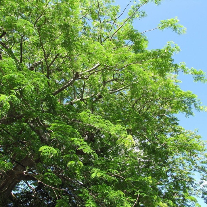 Guanacaste - Graines