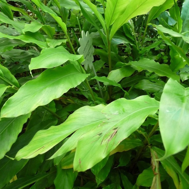 Cardamome verte - Graines