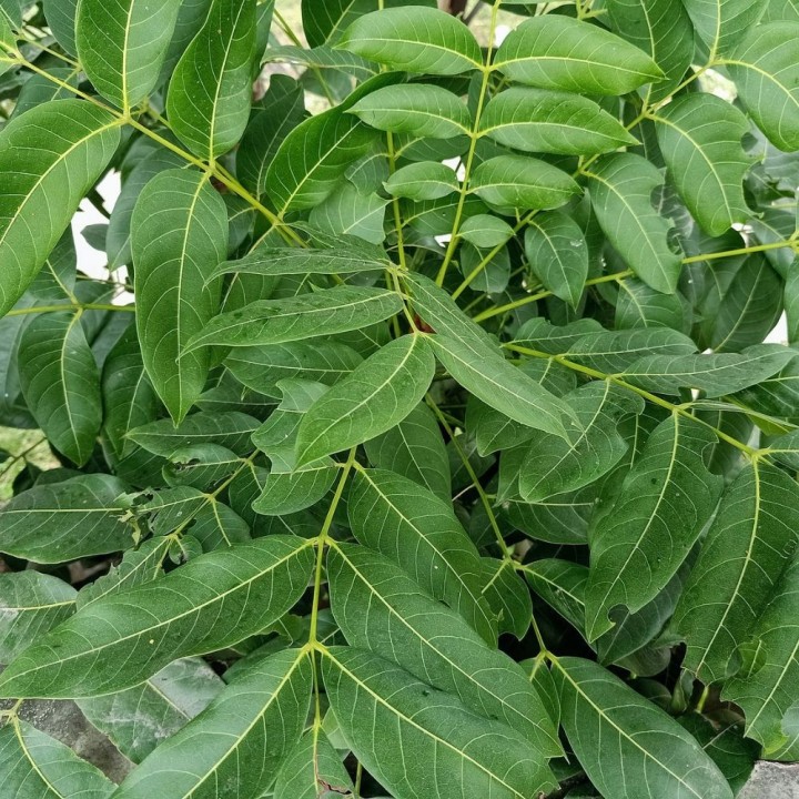 Arbre rudraksha - Graines