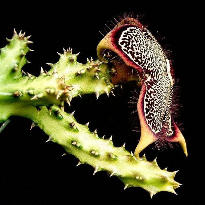 Edithcolea grandis - Graines