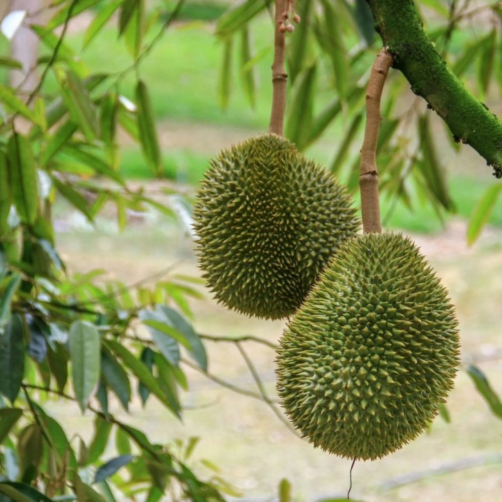 Durian - Graines
