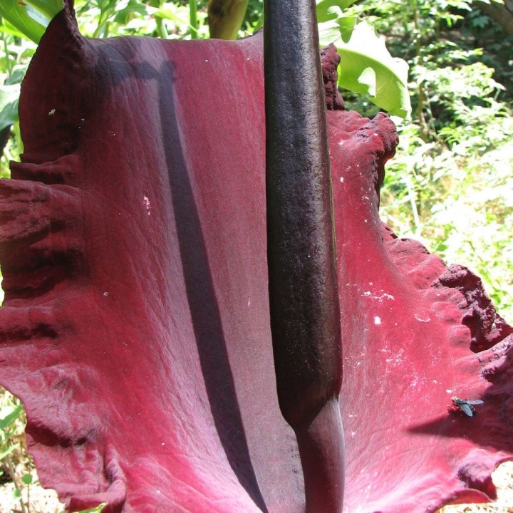 Dracunculus vulgaris - Graines