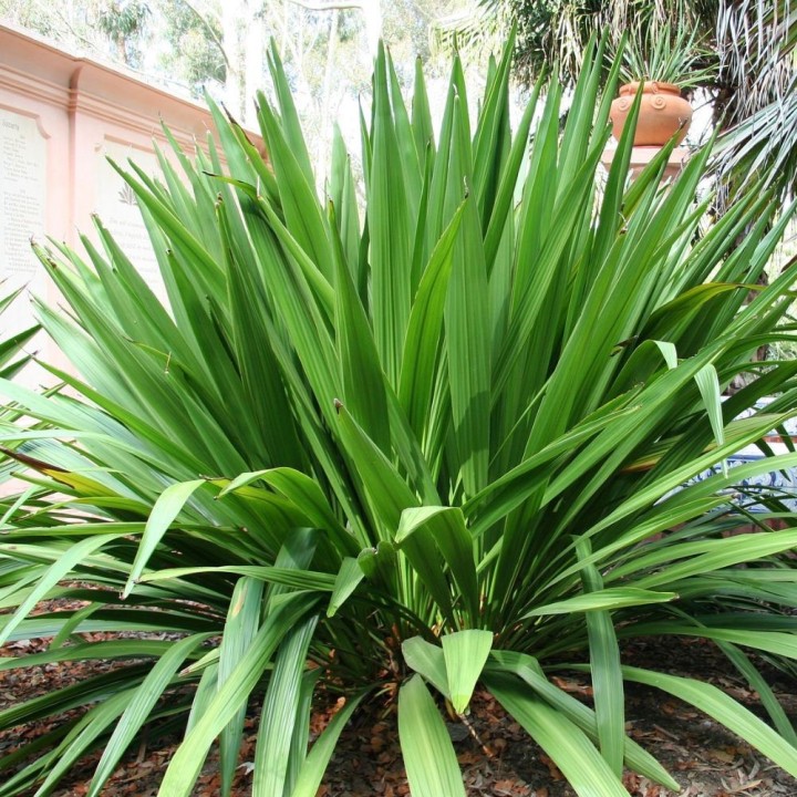 Doryanthes palmeri - Graines
