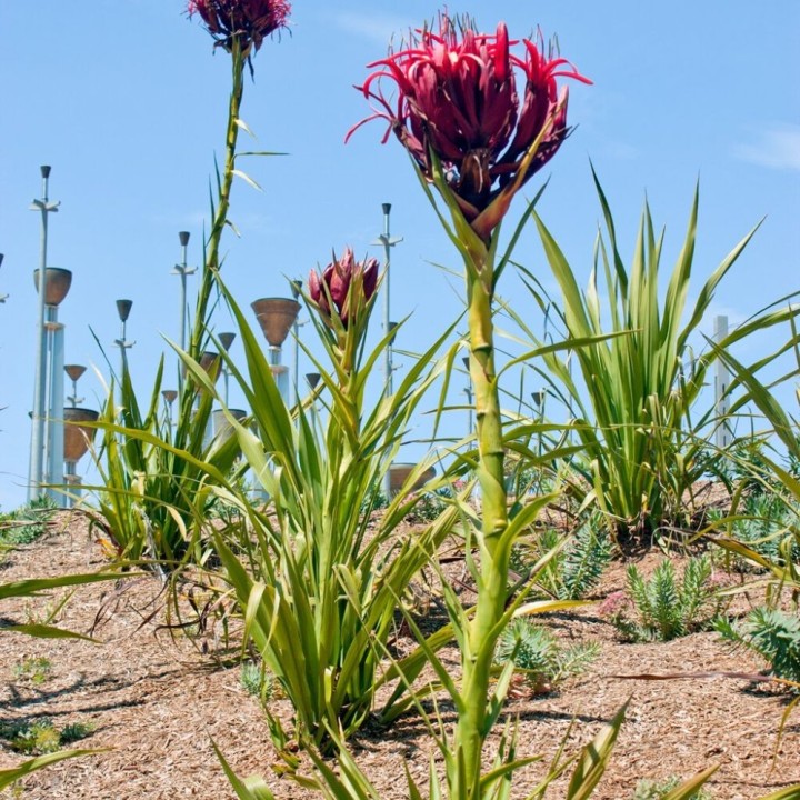 Doryanthes excelsa - Graines