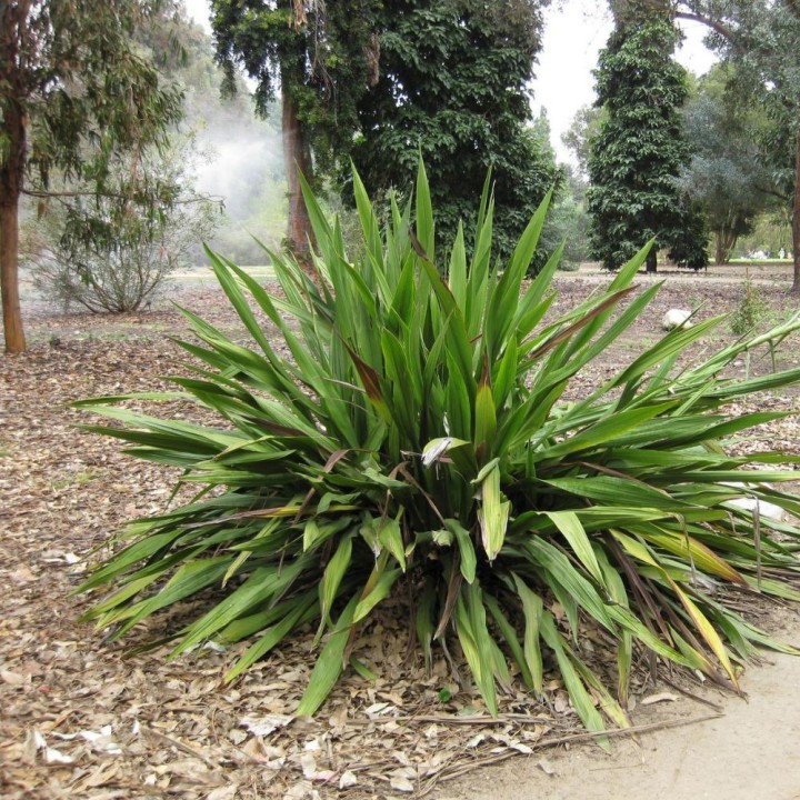 Doryanthes excelsa - Graines