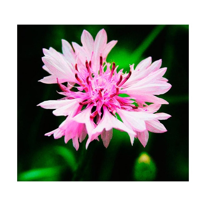 Bleuet rose 'Rose Shade' - Graines