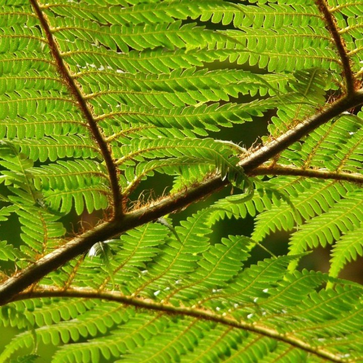 Fougère arborescente de Tasmanie - Graines