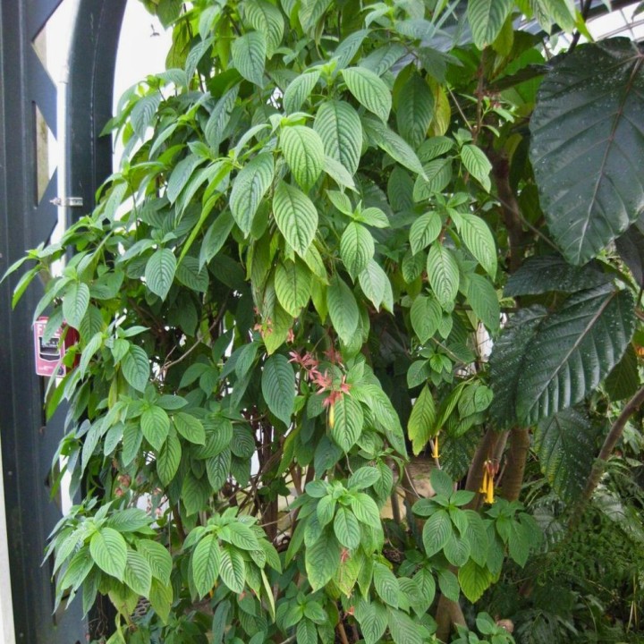 Deppea splendens - Graines