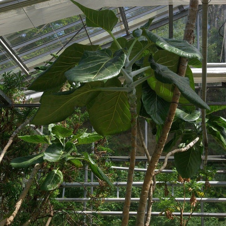 Dendroseris litoralis - Graines