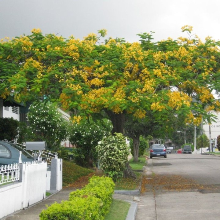 Flamboyant jaune - Graines