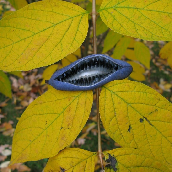 Arbre aux haricots bleus - Graines