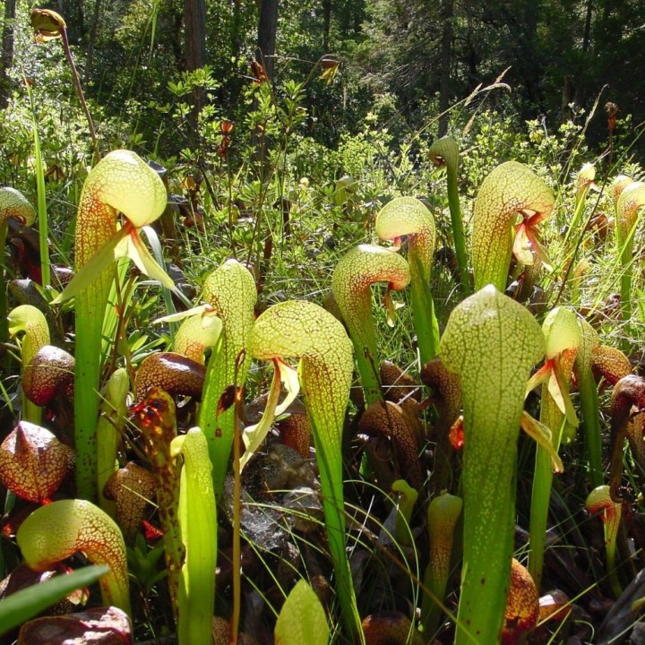 Plante cobra - Graines