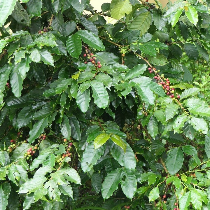 Caféier robusta - Graines