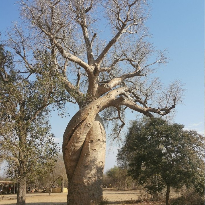 Baobab za - Graines