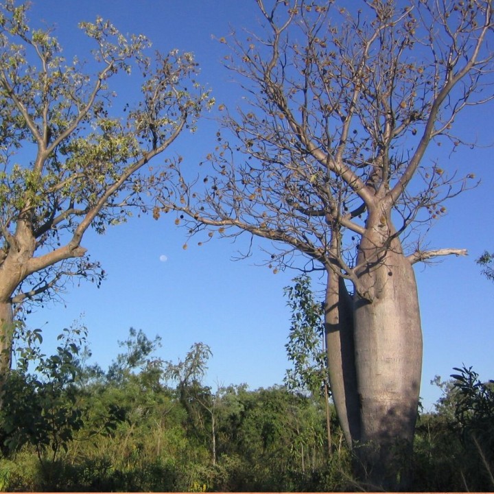 Baobab australien - Graines