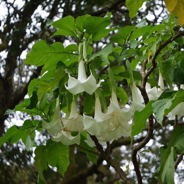 Trompette des anges - Graines