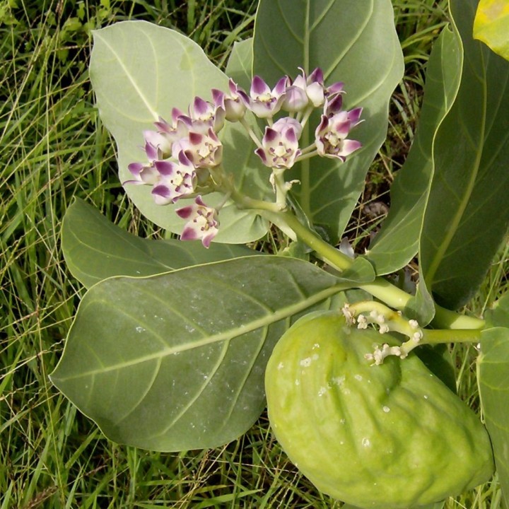 Pommier de Sodome - Graines