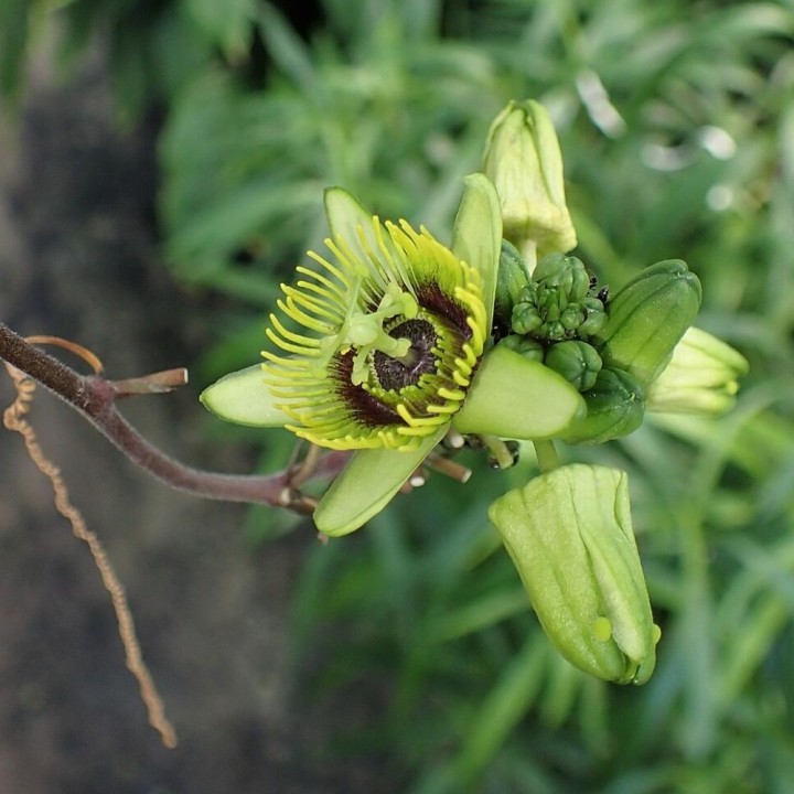 Passiflore à feuilles de chauve-souris - Graines
