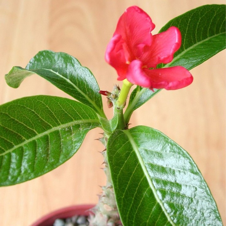 Pachypodium de Baron - Graines