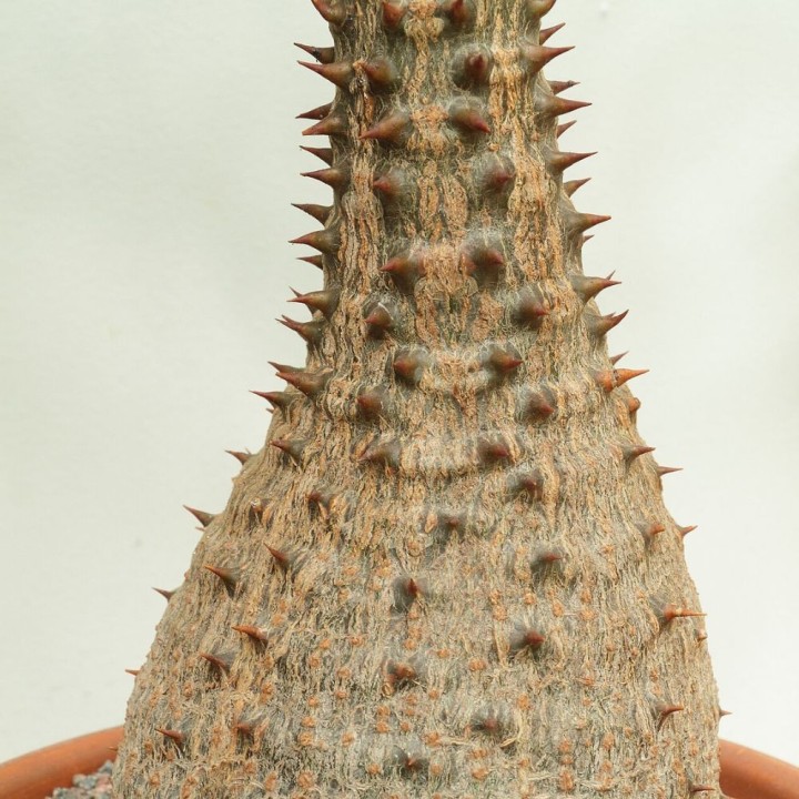 Pachypodium de Baron - Graines