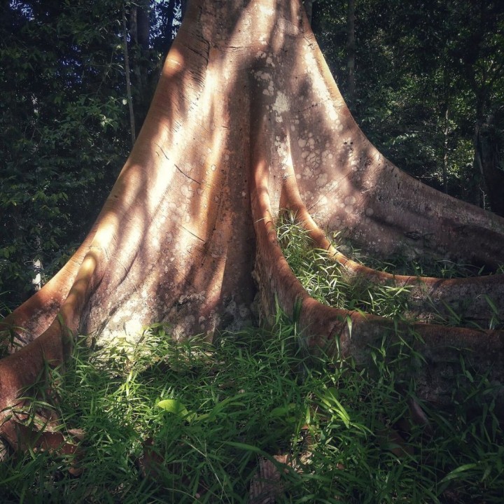 Bois de fer de Bornéo - Graines