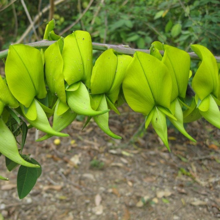 Crotalaria - Graines