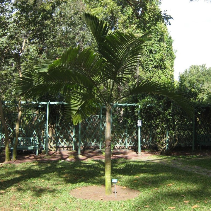 Palmier bouteille de La Réunion - Graines