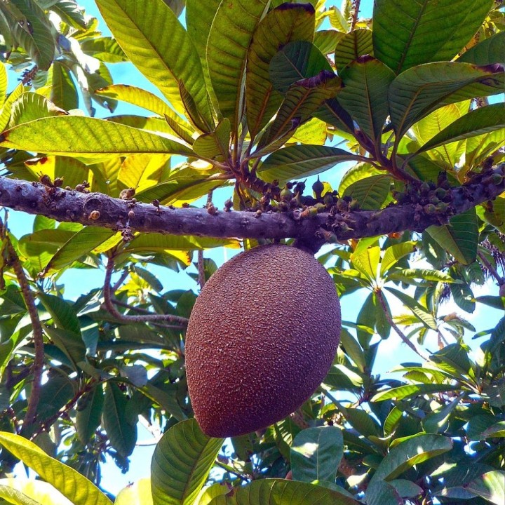 Mamey sapote - Graines