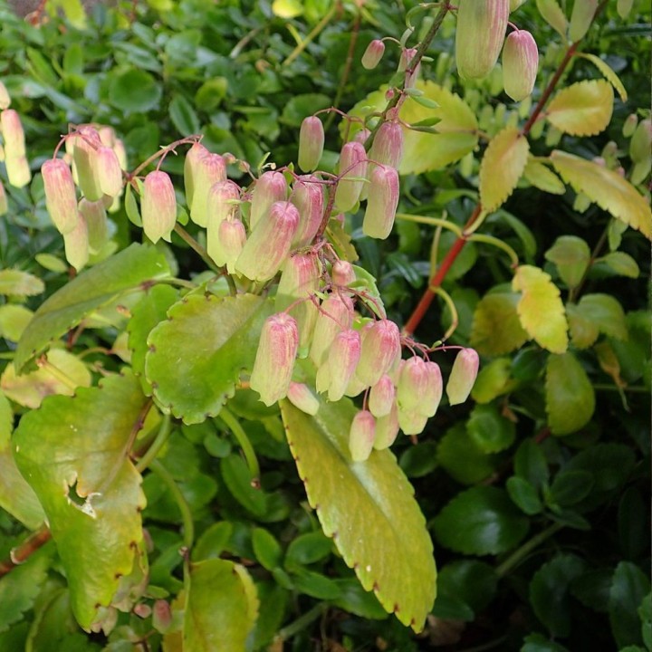 Kalanchoe pinnata - Semillas
