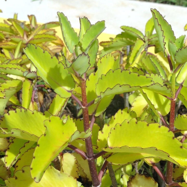 Kalanchoe pinnata - Graines