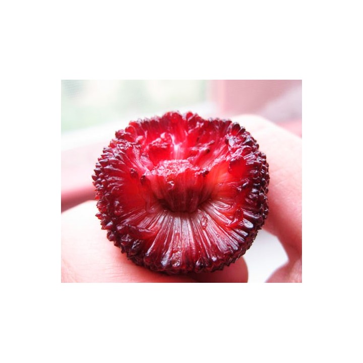 Fraise chinoise - Graines