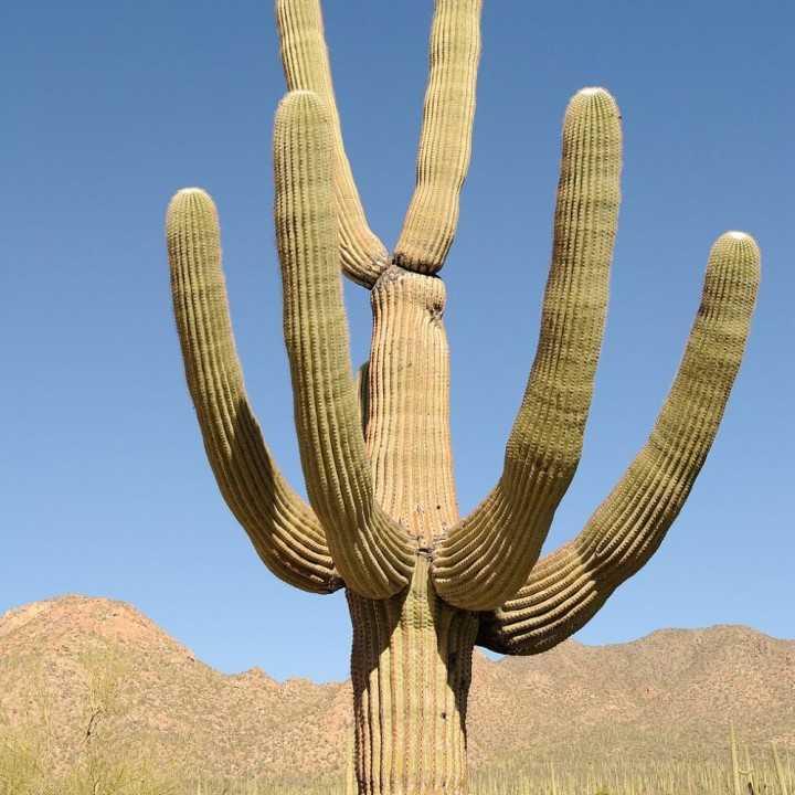 Saguaro - Graines