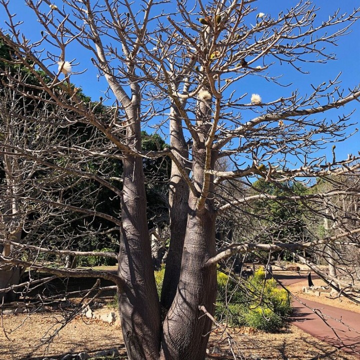 Baobab de Suarez - Graines