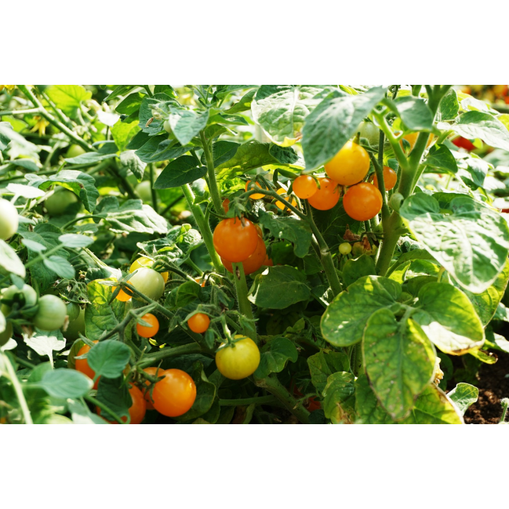 Tomate Venus - Graines
