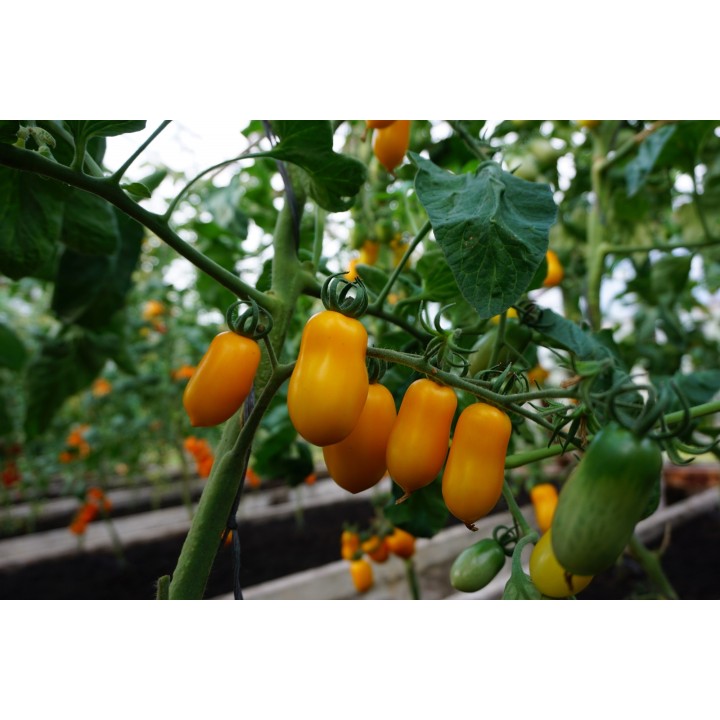 Tomate Taiko - Graines